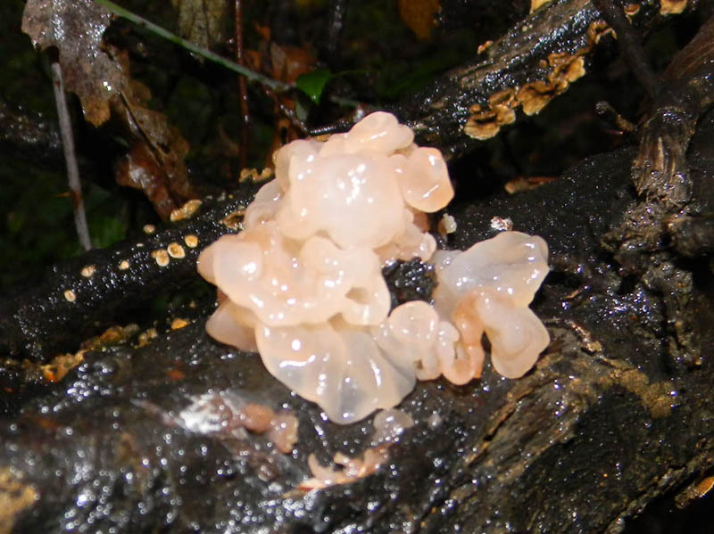 Tremella da determinare fotog.il 30.11.2010.